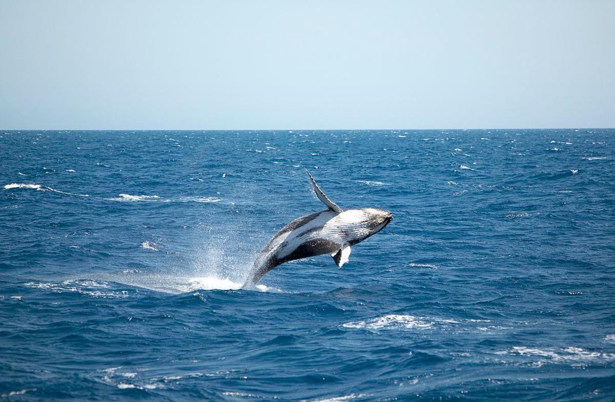 Ramada By Wyndham Hervey Bay Eksteriør bilde A living Megaptera novaeangliae, or humpback whale